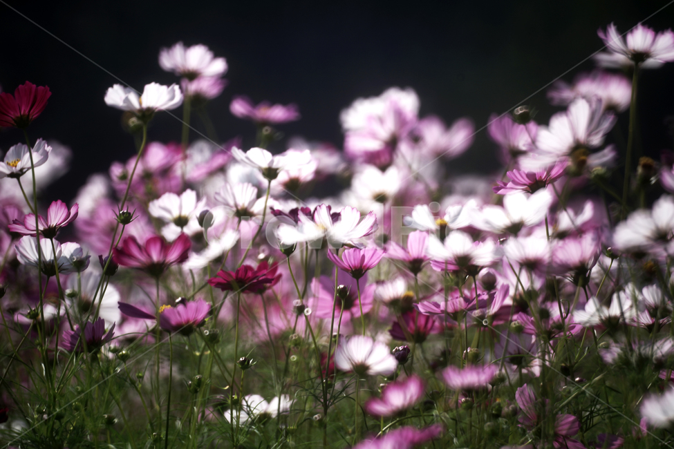 코스모스,꽃,식물,계절,가을,감성,가을,계절,fall,autumn,season,식물,자연,plants,nature,꽃,flower,geranium,제라늄,blossom,plant