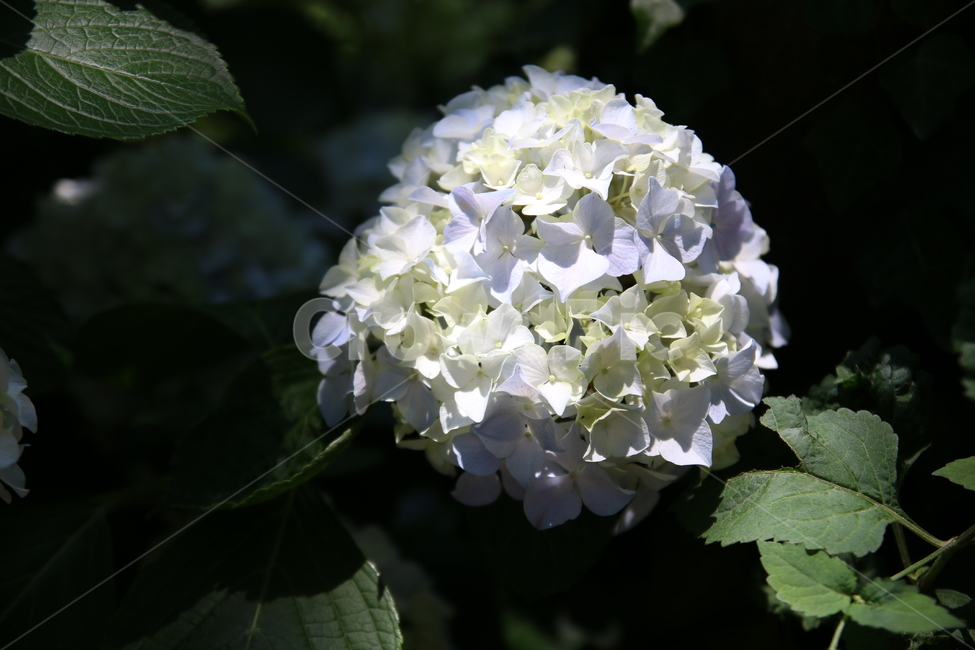 수국,꽃,여름,플라워,화이트,식물,자연,plants,nature,꽃,flower
