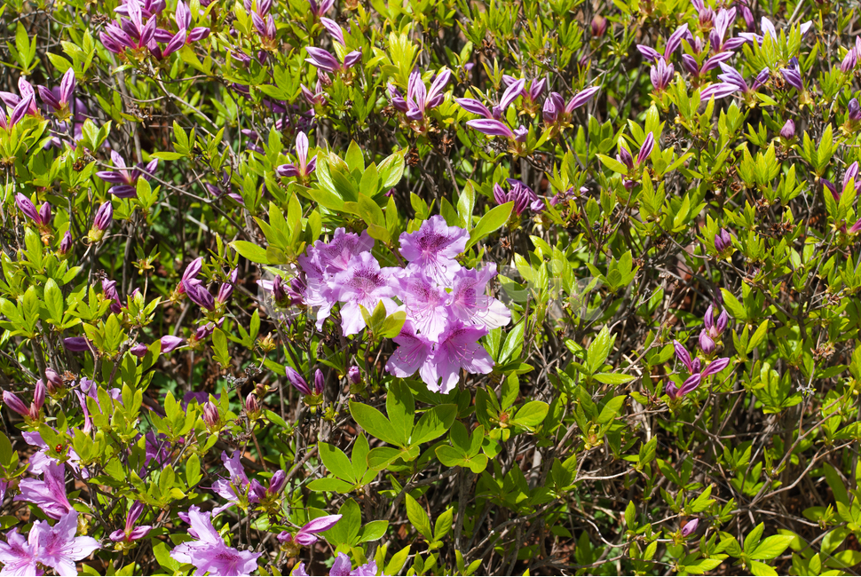 진달래,철쭉,봄,꽃,생화,공원,식물,조경,핑크,분홍,spring,season,flowe,만개,만발,자연,향기,영산홍,연산홍,보라,아름다운,화사한,Azalea,봄,계절,spring,season,식물,자연,plants,nature,꽃,flower,plant,blossom