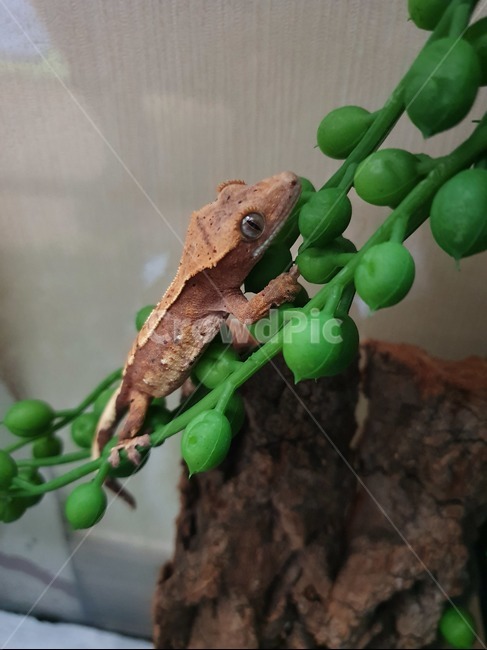 도마뱀,reptile,게코,gecko,크레스티드게코,파충류