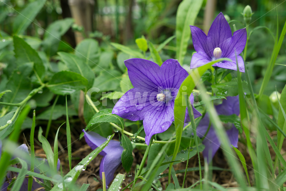 도라지,꽃,도라지꽃,영원,사랑,꽃말,보라,풀,자연,식물,자연,plants,nature,꽃,flower