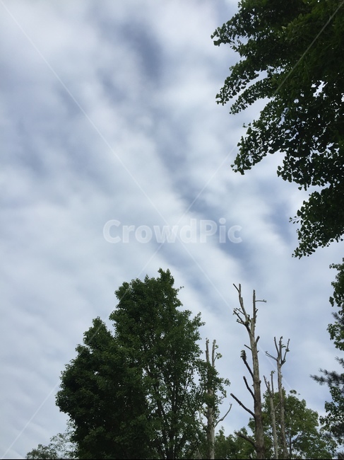 하늘,구름,나무,풍경,자연,하늘색,자연,풍경,nature,landscape,tree,plant,식물