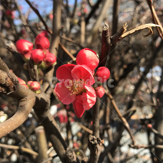 매화,꽃,봄꽃,매화나무,식물,plant