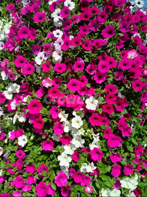 페튜니아,꽃,식물,flower,plant,commongardenpetunia,가지과,한해살이풀,식물,자연,plants,nature,꽃,flower