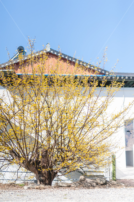 산수유,노란색,감성,나무,봄,식물,자연,plants,nature,꽃,flower,나무,trees,wood