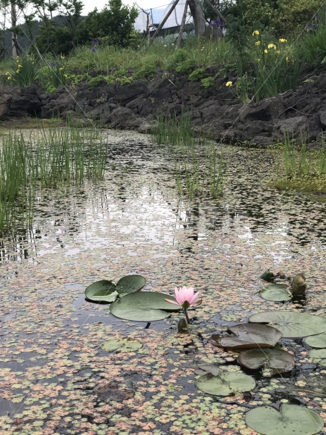 제주도,자연,무보정,연꽃,연못,자연,풍경,nature,landscape,식물,plants,꽃,flower,plant,turtle,터틀,sea life,해양 생물,animal,동물,bird,새