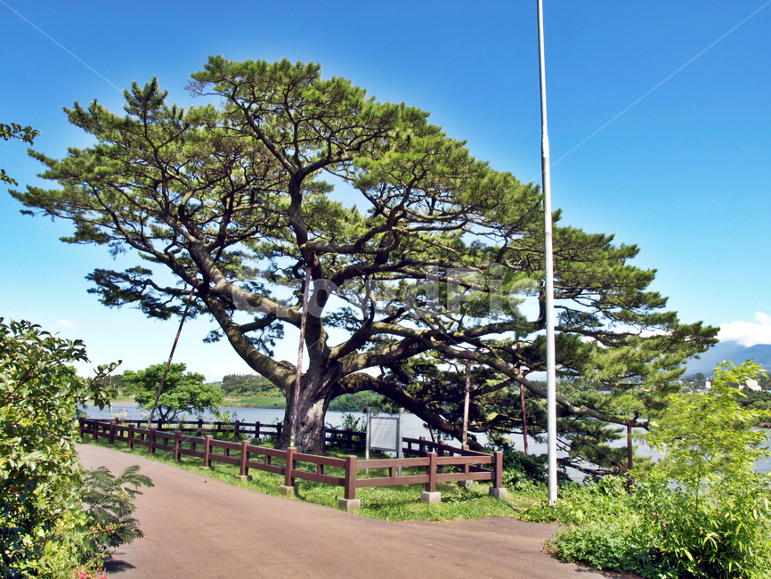 곰솔,해송,흑송,수산저수지,저수지,올레16코스,올레,제주,도로,호수,식물,자연,plants,nature,나무,trees,wood
