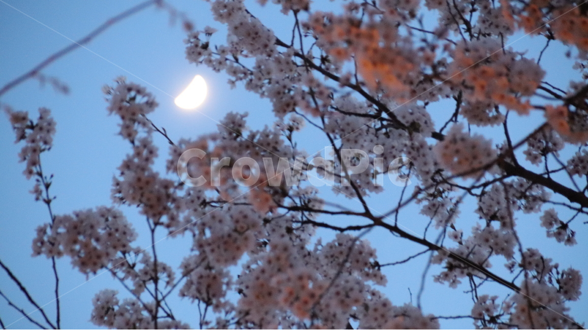 벚꽃축제,벚꽃,초승달,봄,개화