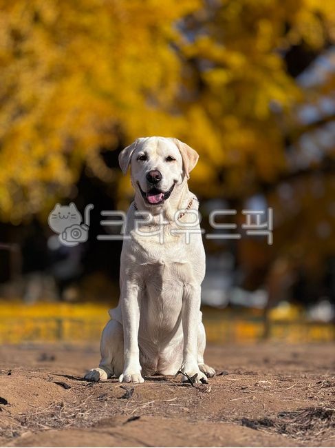Autumn,outing,companion dog,labrador,ginkgo tree
