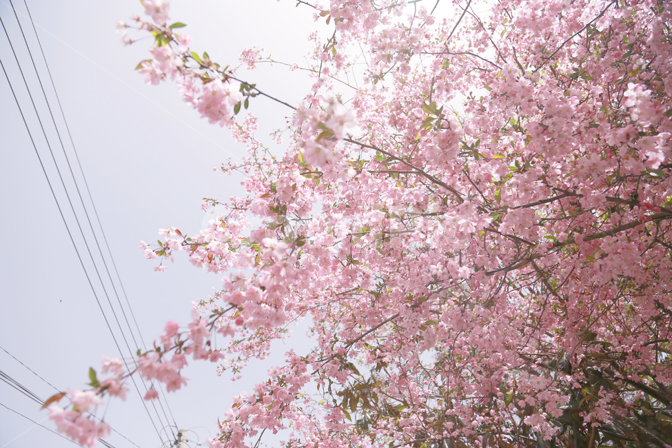 철쭉,해당화,남미륵사,꽃동산,꽃놀이,봄,꽃,분홍,핑크,강진,절,사찰,수서해당화,서부해당화,수사해당화,꽃길,꽃터널,식물,분홍꽃,계절,season,flower,spring,plants,자연,nature,봄,계절,spring,season,자연,풍경,nature,landscape,plant,blossom