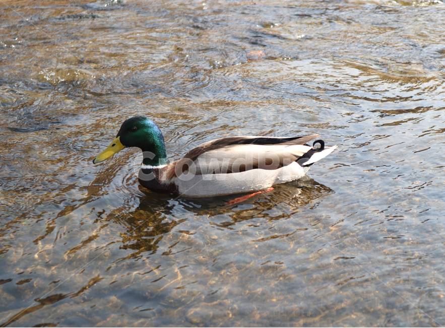 오리,조류,개울가,새,duck,시골,동물,animal,조류,새,birds