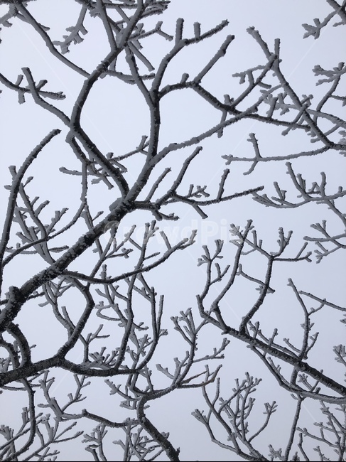 눈꽃,겨울산,겨울나무,snowonthebranches,눈,snow,wintermountain,겨울,winter