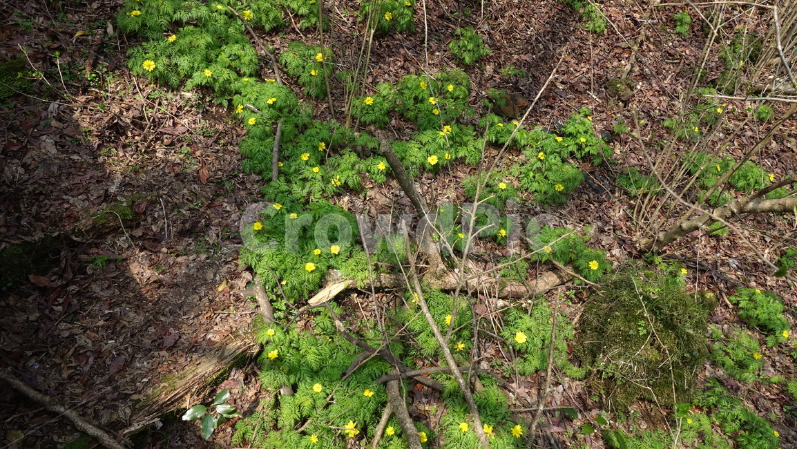제주도,거문오름,오름,자연,nature,숲,forest,수풀,나무,tree,jeju,jejuisland,green,비자림,야생화,들꽃