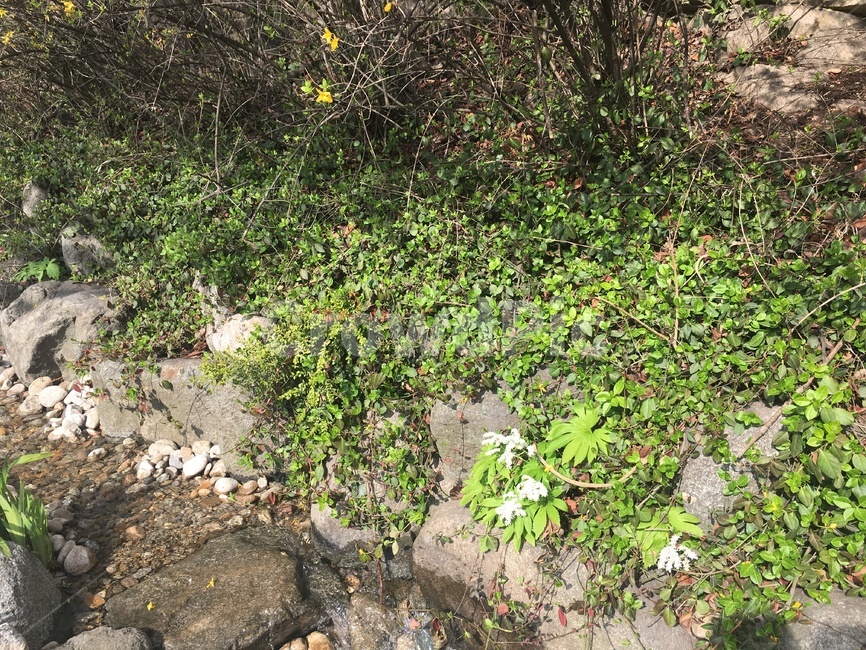 남산식물,길가식물,봄식물,초록식물,풀,식물,자연,plants,nature