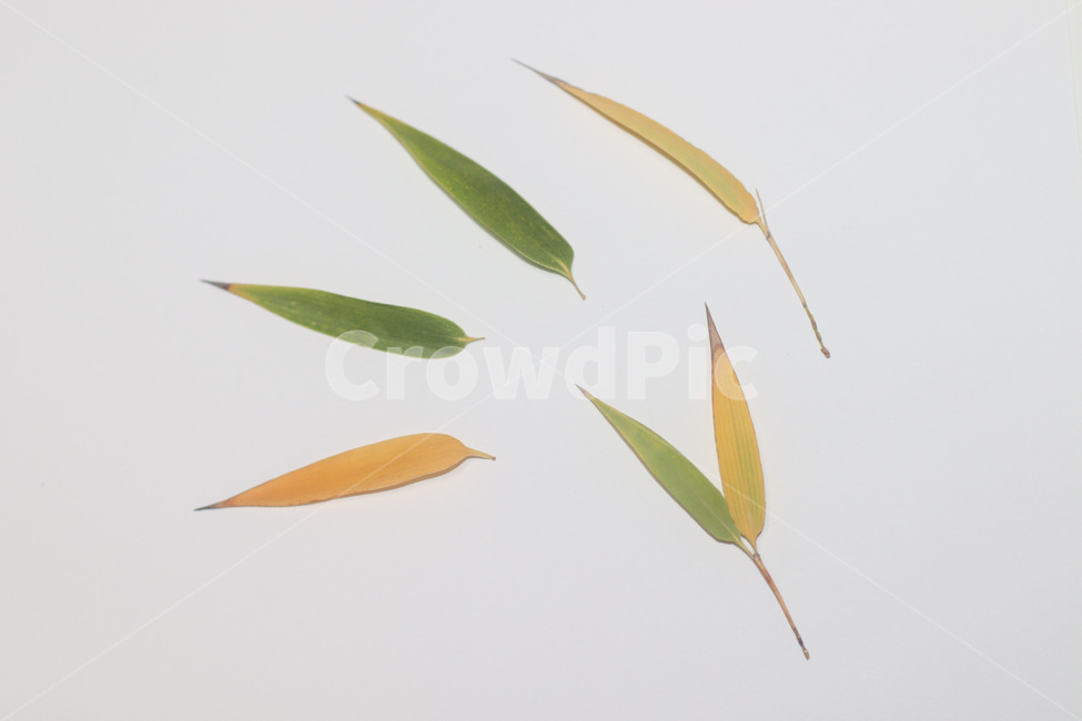 단풍,단풍잎,나뭇잎,가을,잎,낙엽,식물,autumn,leaf,leaves,maple,fall,plant,계절,season