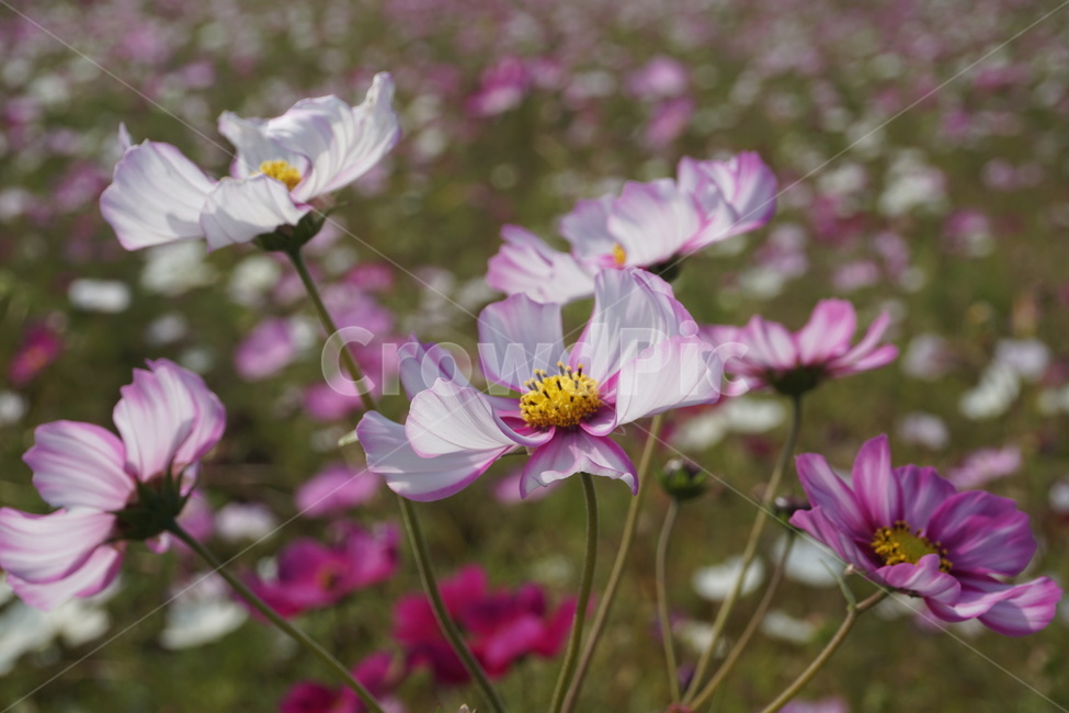 꽃,코스모스,꽃밭,가을꽃,분홍꽃,가을,꽃축제,가을,계절,fall,autumn,season,식물,자연,plants,nature,꽃,flower,plant,blossom,geranium,제라늄,anemone,아네모네