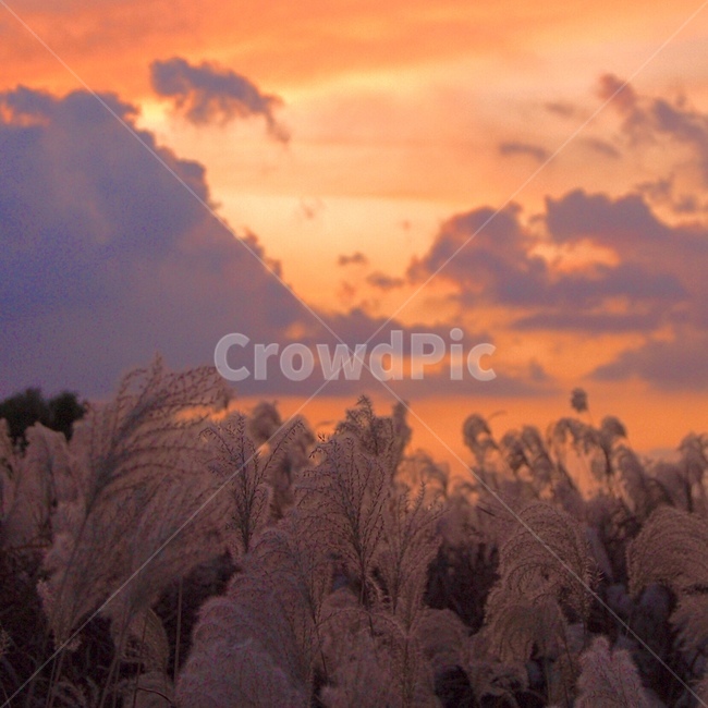 grass,plant,식물,lawn,잔디,reed,갈대