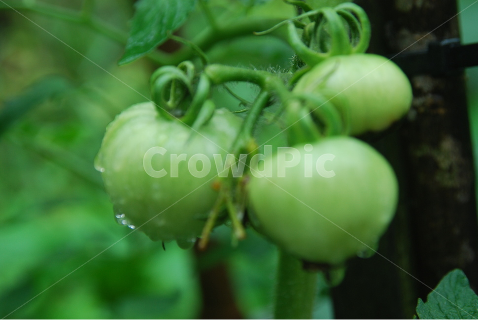 water drop,green,tomato,green tomatoes,raindrop