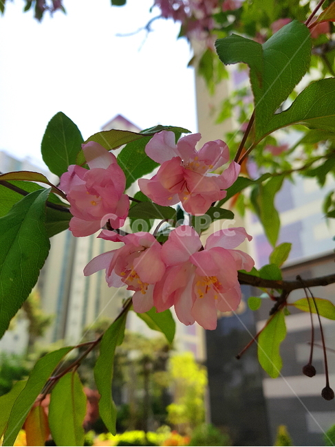 꽃,flower,nature,자연,분홍꽃,봄꽃,싱그러움,식물,자연,plants,nature,꽃,flower