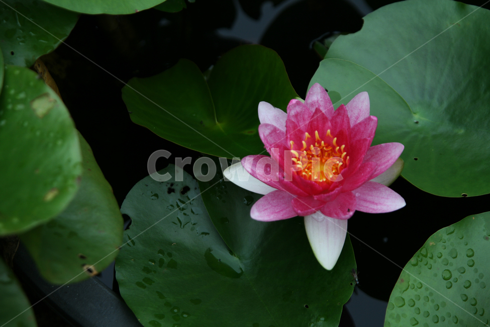 plant,식물,flower,꽃,blossom,연꽃,연,여름