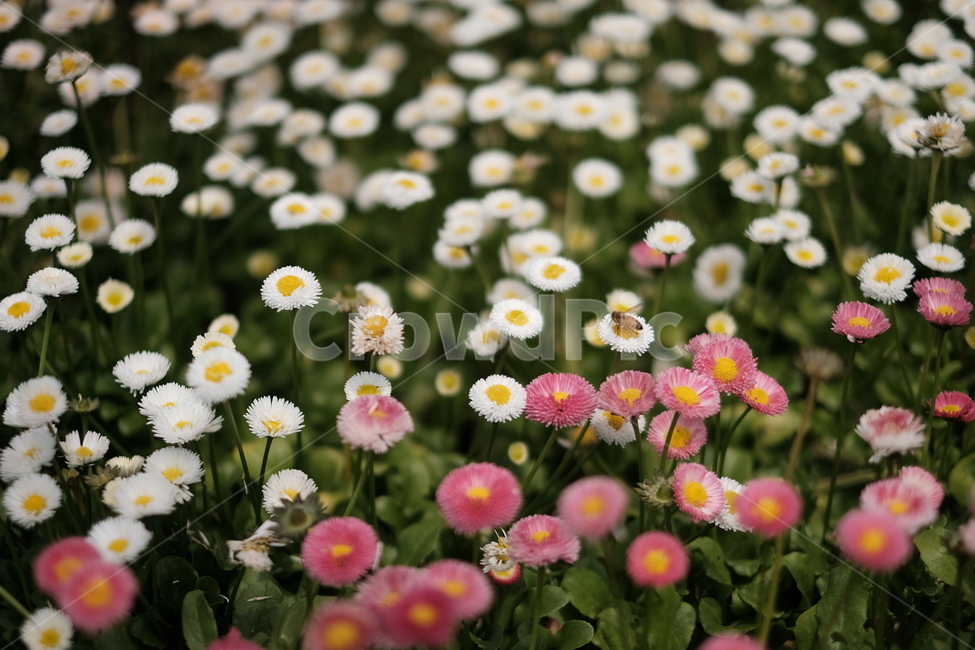 봄꽃,꽃,하얀꽃,분홍색꽃,꿀벌,flower,봄