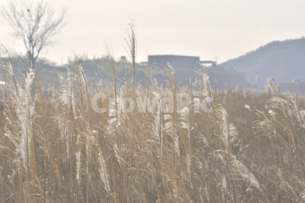 감성,빈티지,사진,겨울,갈대,가을,계절,fall,autumn,season,식물,자연,plants,nature,grass,잔디,plant,lawn,reed