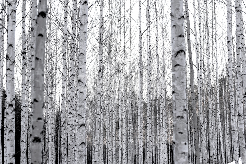 자작나무,자작나무숲,풍경,풍경사진,겨울풍경,자연,풍경,nature,landscape,식물,plants,나무,trees,wood,흑백,모노톤,monochrome,black and white,tree,plant,birch,자작 나무