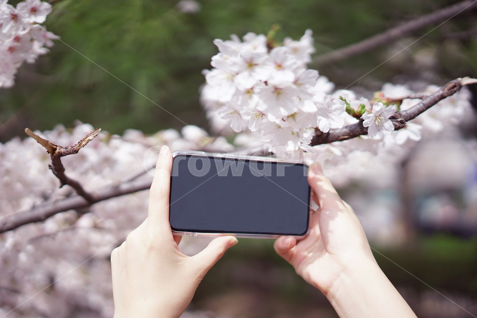 핸드폰,휴대폰,사진촬영,벚꽃,사쿠라,봄꽃,꽃,봄,계절,spring,season,사람,인물,인간,human,person,신체일부,몸,body,사진작가,포토그래퍼,photographer,정보통신기술,전자기기,전자제품,it,information,technology,electronic equipment,electronics,전자 제품,phone,전화,mobile phone,휴대 전화,cell phone,plant,식물