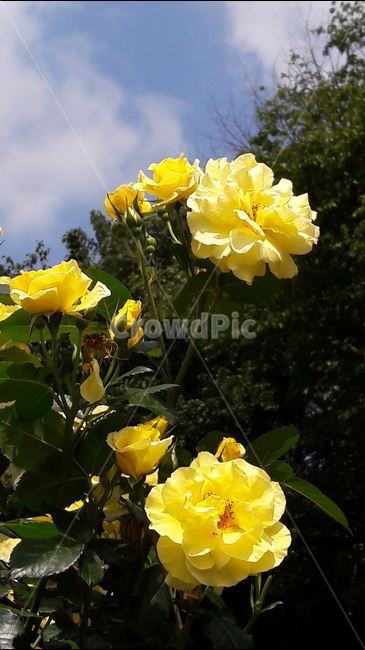 백만송이장미원,장미,꽃,노랑,하늘,식물,자연,plants,nature,꽃,flower