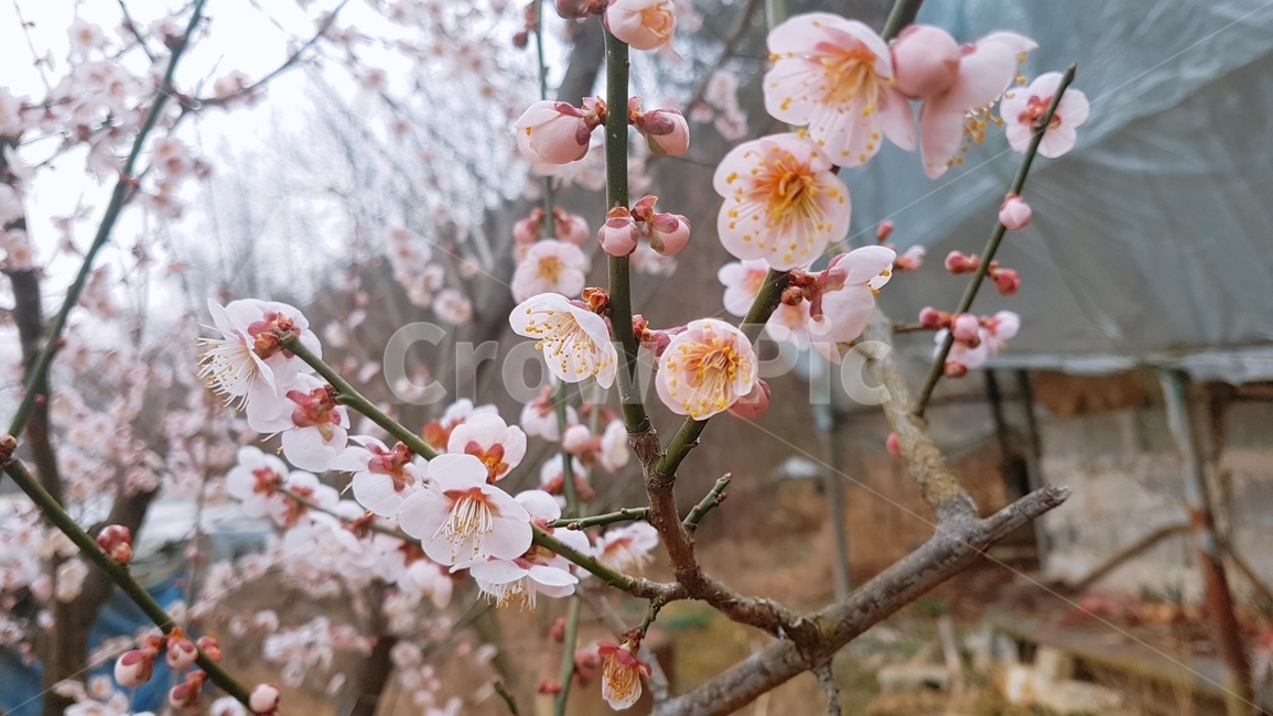 매화,꽃,봄,핑크,나무,봄,계절,spring,season,식물,자연,plants,nature,꽃,flower,plant,blossom