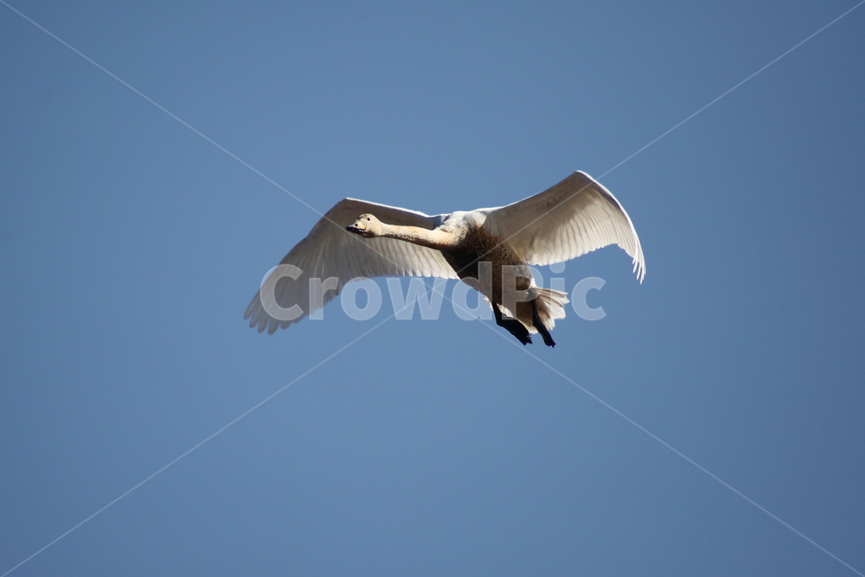 백조,고니,새,야생동물,swan,철새,큰고니,동물,animal,조류,새,birds