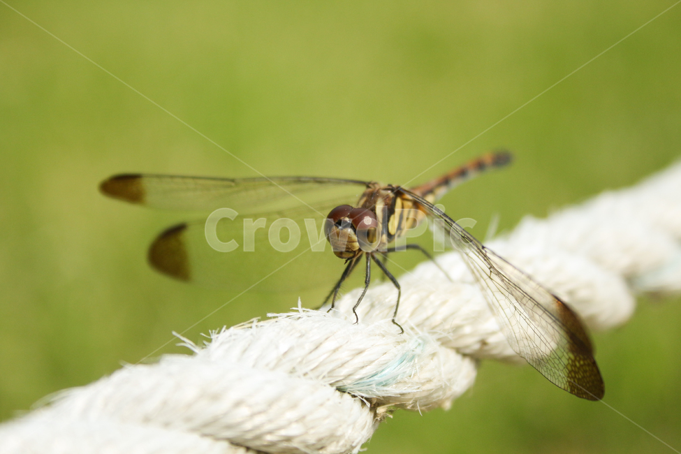 잠자리,자연,곤충,벌레,insect,bug,dragonfly