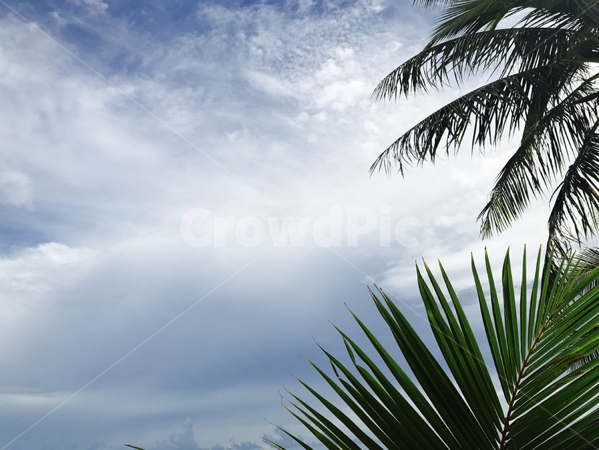야자수,palmtree,tree,식물,나무,sky,하늘,arecaceae,plant