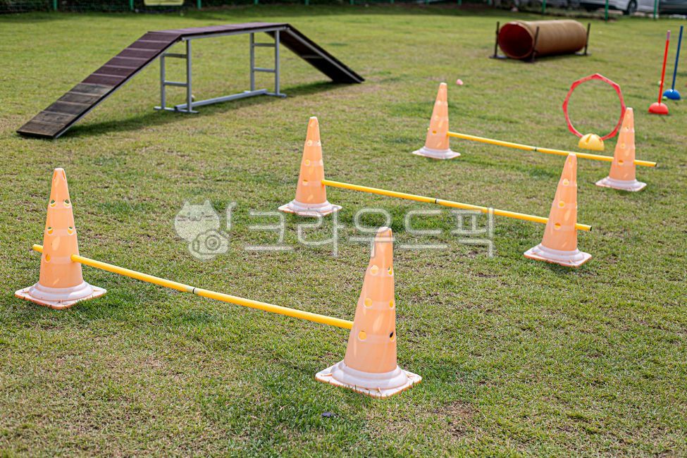 Kkokkal,grass,hurdle,dog hurdles,Agility,training,dog cafe,pet dog,dog,Playground