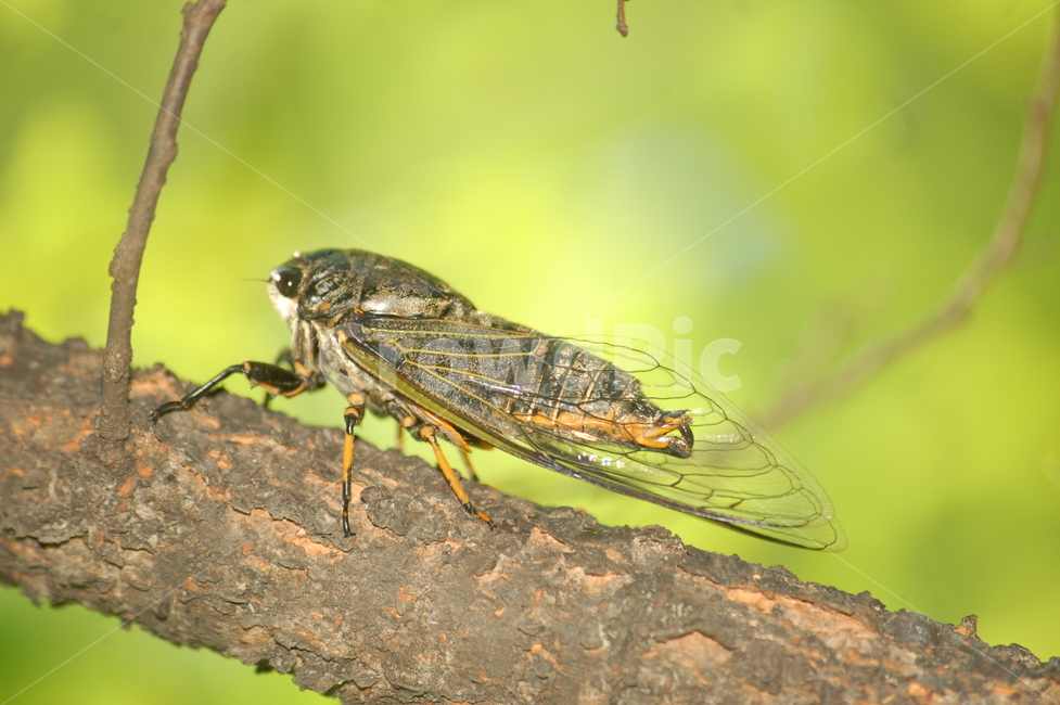 자연,곤충,여름,매미,벌레,동물,animal,곤충,벌레,insect,bug