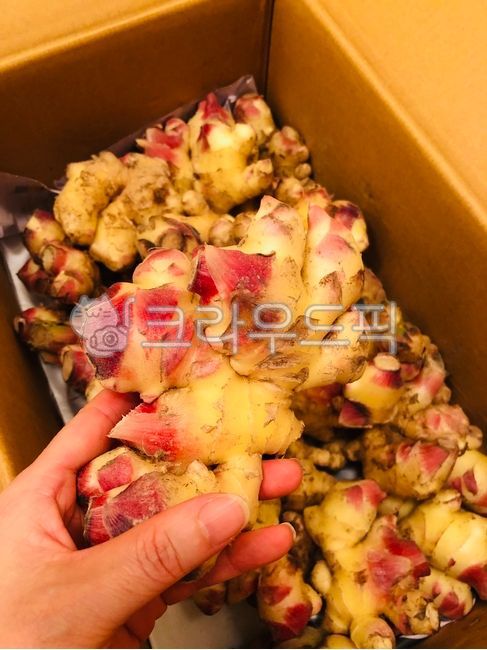 Nature,Fresh,Andong Ginger,nature,FoodIngredients,Ingredients,food ingredients,Domestic ginger,mud ginger,Ginger,fresh ginger,ginger,animated,ingredients,DomesticGinger,FreshGinger,AndongGinger,fresh,SoilGinger