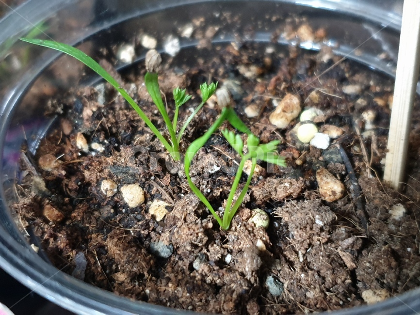 식물,흙,베란다텃밭,당근씨앗,당근키우기,당근기르기,새싹,봄,채소,당근,plant,취미생활,봄채소,파종