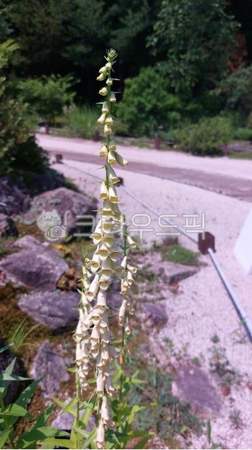 디기탈리스,현삼과,디기탈리스속,purpurea,flower,꽃,식물,plant,잎,leaf