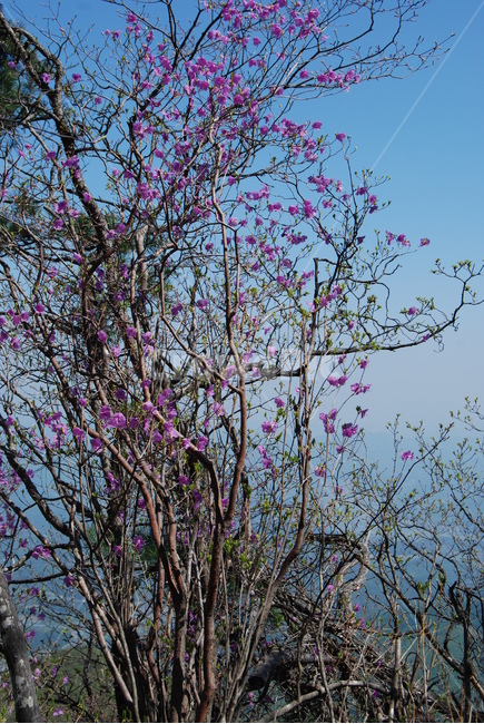 식물,꽃,봄,자연,산,식물,자연,plants,nature,꽃,flower