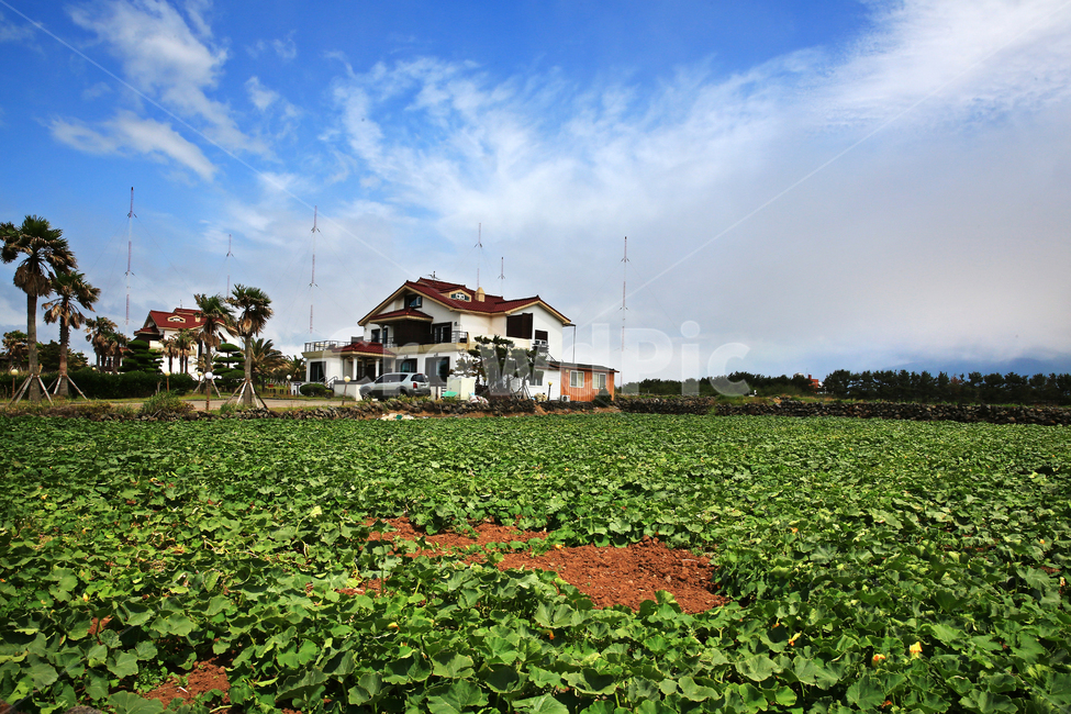 field,들,outdoors,옥외,nature,자연,제주,한림해변,구름,하늘