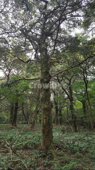 제주도,제주,비자림,비자나무,초록,나무,자연