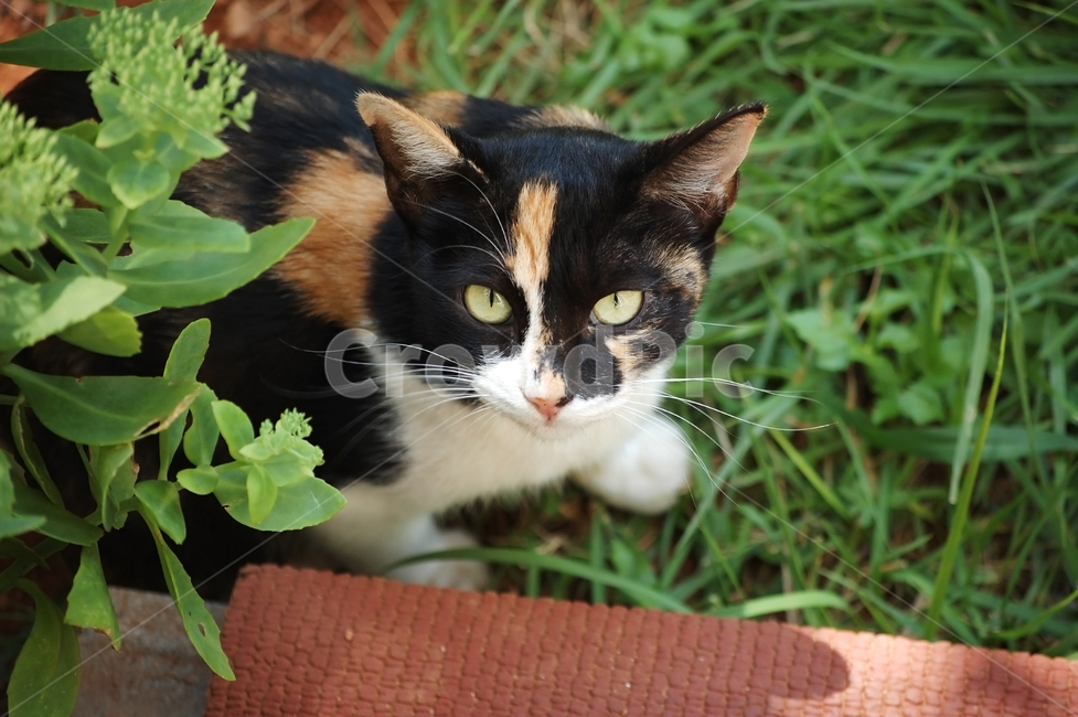 Korean Shorthair,yard,stray cat,grass,cat,three colors,tricolor cat