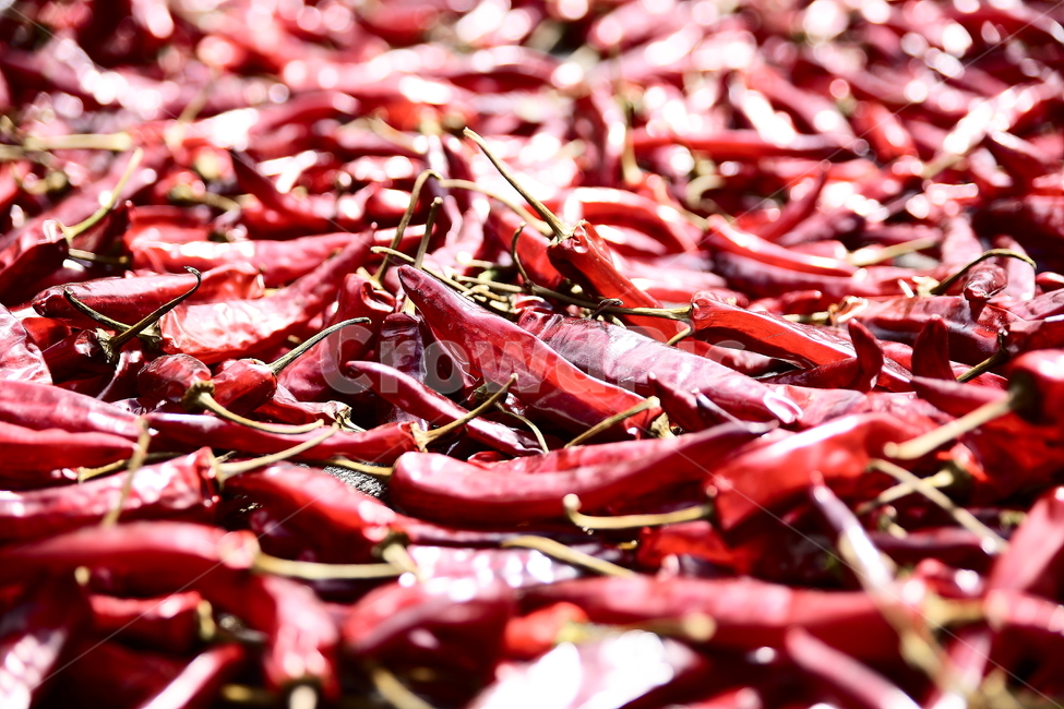 plant,식물,food,식품,고추,태양초,한국의맛,매운맛,채소,야채,vegetables