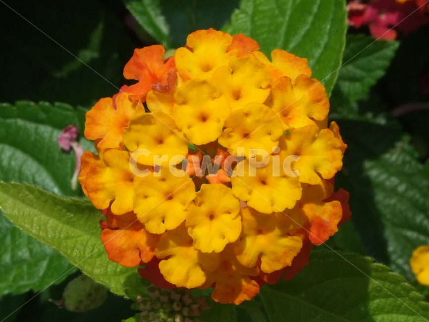 식물,꽃,꽃잎,flower,여름식물,식물,자연,plants,nature,꽃,flower