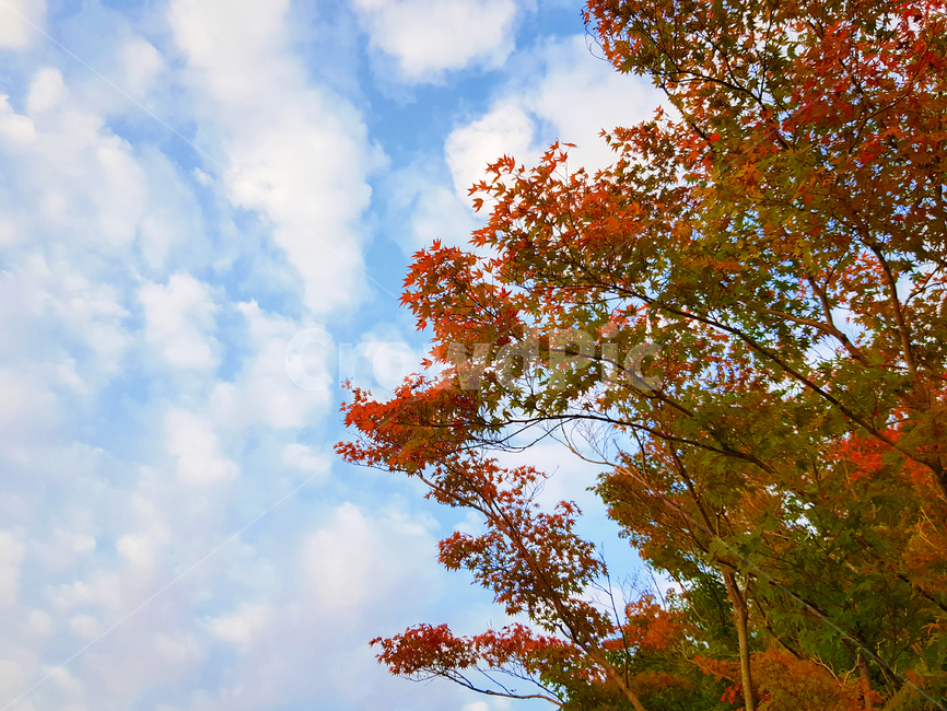 sky,nature,tree,feeling,cloud,fall,Maple tree,background,plant,sight,maple,season,autumn,Emotion,sensible,Maple,Sky of Autumn