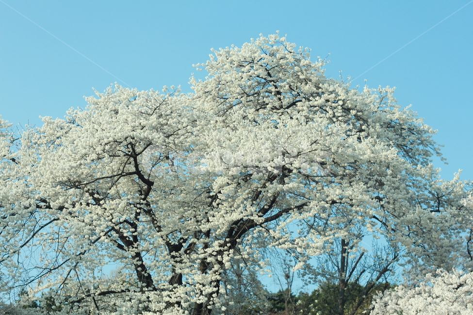 꽃,봄꽃,식물,flower,spring,봄,계절,spring,season,식물,자연,plants,nature,꽃,flower,plant