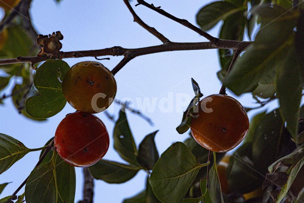 감,감나무,감나무열매,감열매,persimmon,persimmontree,홍시