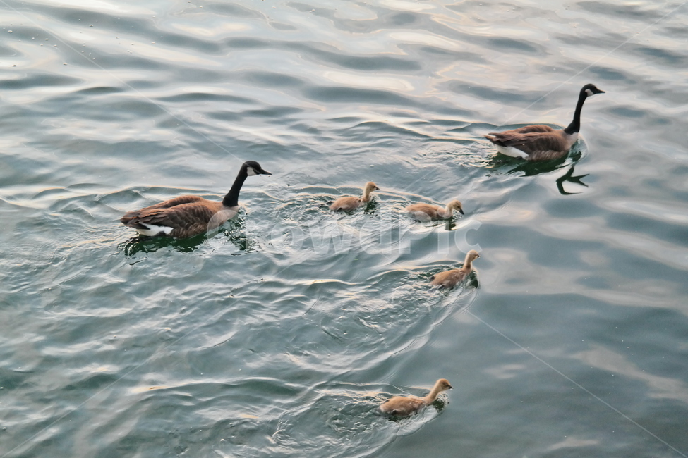 호수,잔잔함,물결,오리,자연,동물,lake,nautre,duck