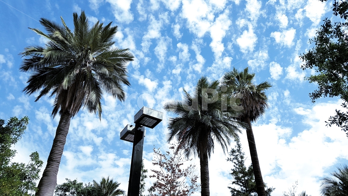 arecaceae,plant,나무,야자수,식물,여름,시원함,맑음,맑은날,맑은,칠레,산티아고