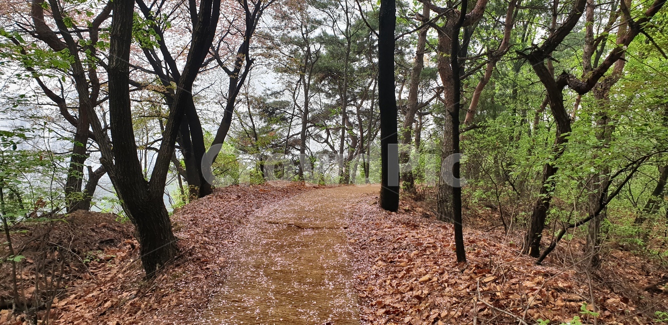 등산로,가을길,언덕길,뒷산,산책로